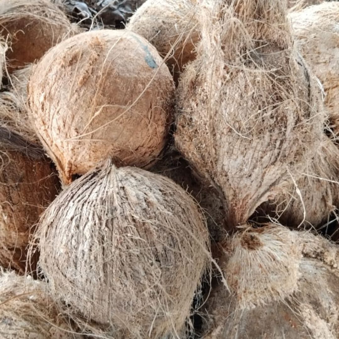 Coconut Semi Husked