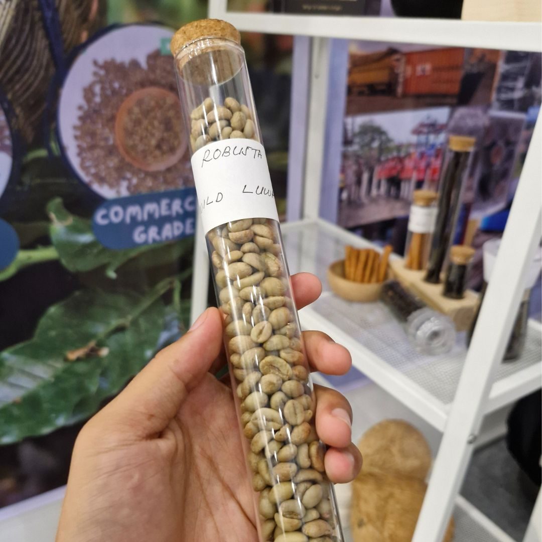 Robusta Wild Luwak